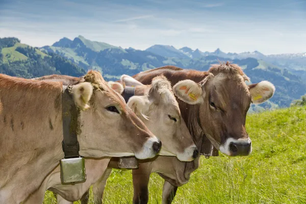 Vacas suíças marrons — Fotografia de Stock