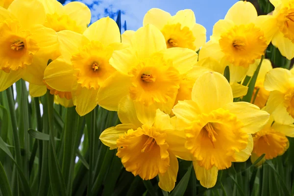 Grupo de narcisos amarelos na primavera — Fotografia de Stock