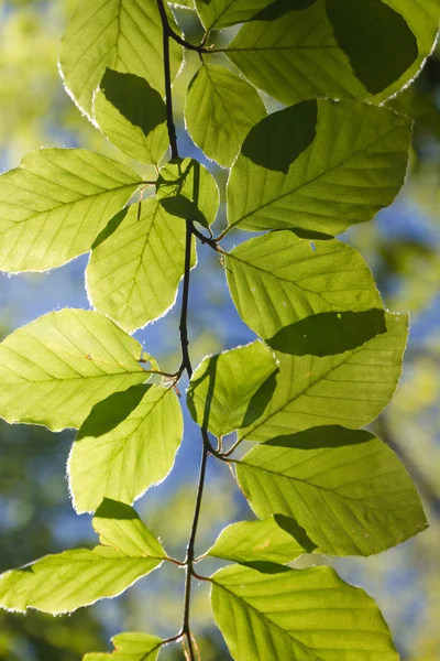 stock image Fresh green backlighted glowing leaves in spring sun on a twig