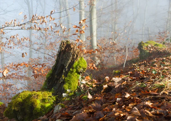 Golden autumn with moss covered tree stump — Stock Photo, Image