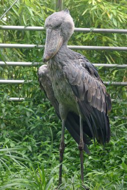 kuş shoebill