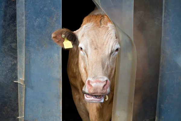 La vaca comprueba el tiempo afuera —  Fotos de Stock
