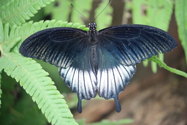 stock image Gorgeous dark blue butterfly