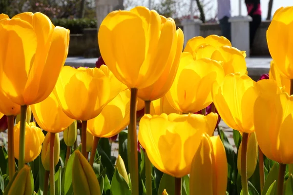 Nahaufnahme von gelben Tulpen — Stockfoto