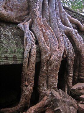 Ta Phrom temple overgrown by giant tree roots clipart