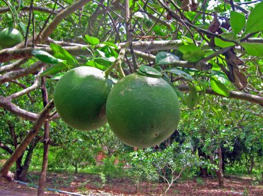 iki pomelo meyve ağacı üzerinde