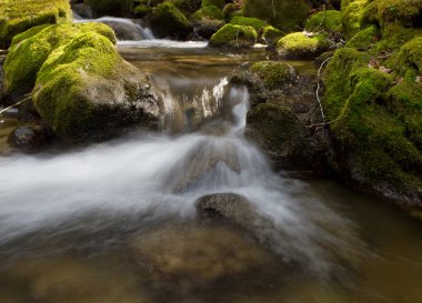 Forest stream log exposure clipart