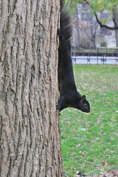 Black squirrel on a tree trunk — Stock Photo, Image