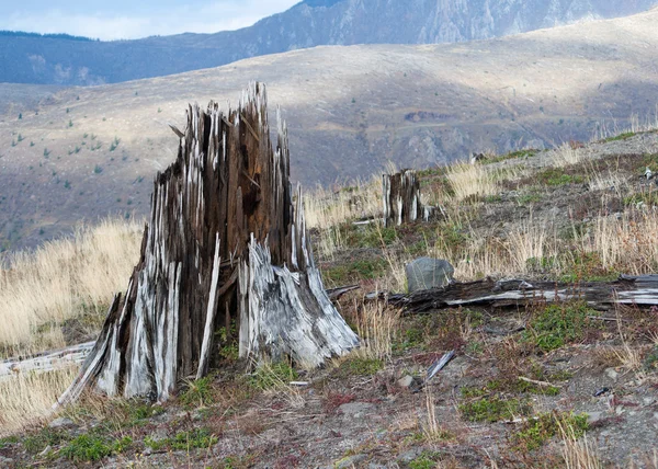 Eradicated forest at mount Saint Helens — Stock Photo, Image