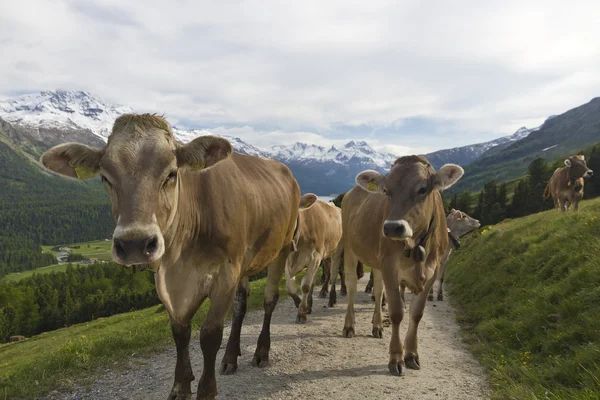 Manada de vacas nos Alpes — Fotografia de Stock