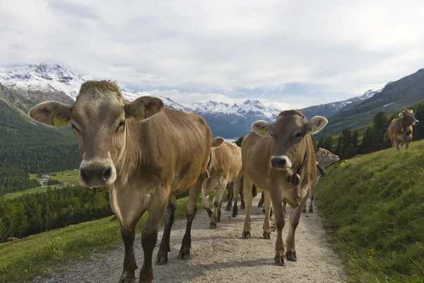 stock image Cow herd in the alps