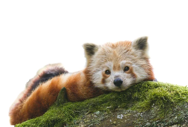 Panda vermelho ailurus fulgens — Fotografia de Stock