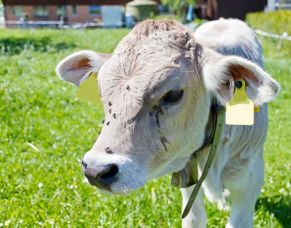 Молодой теленок на ферме — стоковое фото