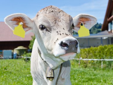 Young calf on farm clipart