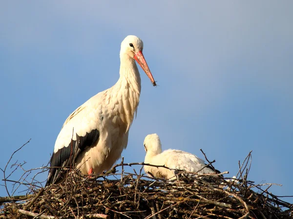 コウノトリはコウノトリの赤ちゃんをフィードします。 — ストック写真