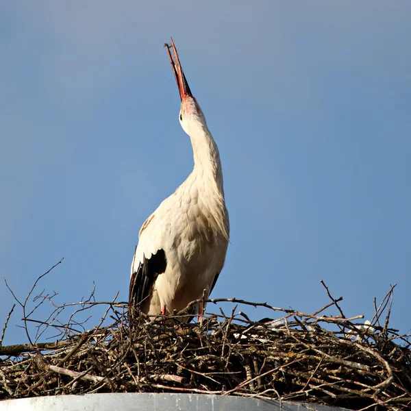 Stock image Single clapping black stork