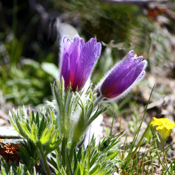 Achtergrondverlichting wild anemone — Stockfoto