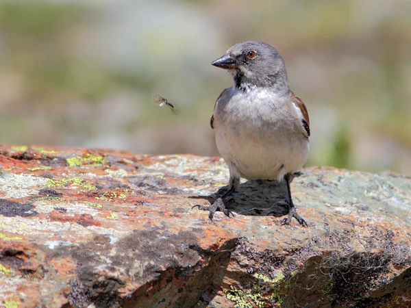 stock image European snowfinch