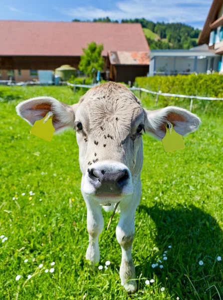 Молодой теленок на ферме — стоковое фото