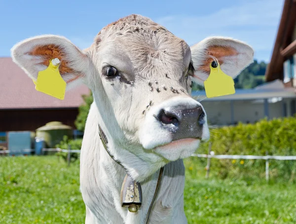 Young calf on farm — Stock Photo, Image