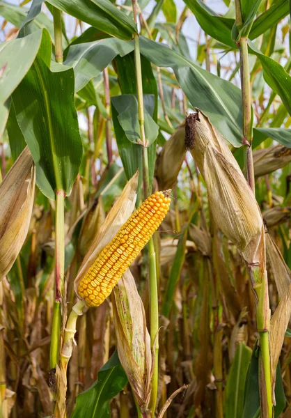 Cob of corn on cornfield — Stock Photo, Image