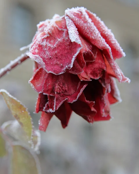 Fagyasztott vörös rózsa — Stock Fotó