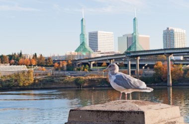 Seagull in front ofPortland convention center glass towers clipart