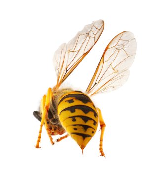 Wasp presenting it's threatening stinger clipart