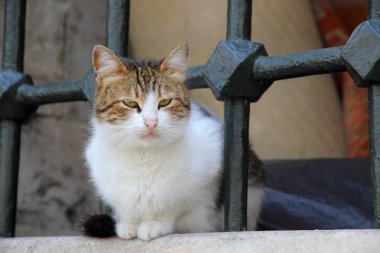 Yine de ağır çubuklu bir pencereden bakarak kedi