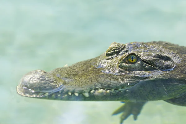 Krokodýl filipínský se skrývá ve vodě — Stock fotografie