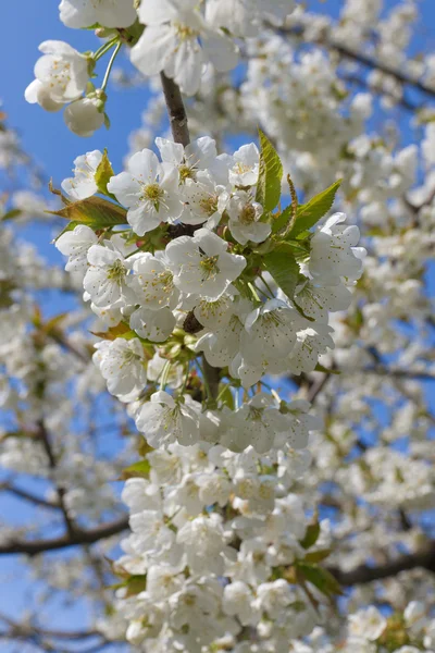 Beyaz kiraz çiçeği Şubesi — Stok fotoğraf