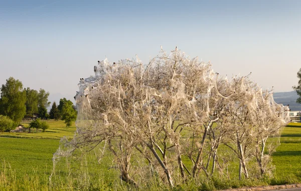 Schädlingsraupen umhüllen ganzen Busch — Stockfoto