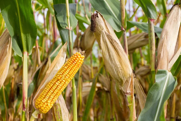 Cob of corn on cornfield — Stock Photo, Image