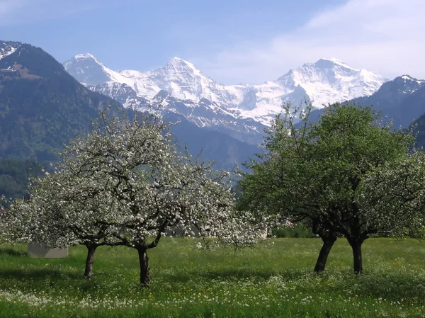 Blossoming trees in front of snow capped mountains — Stock Photo, Image