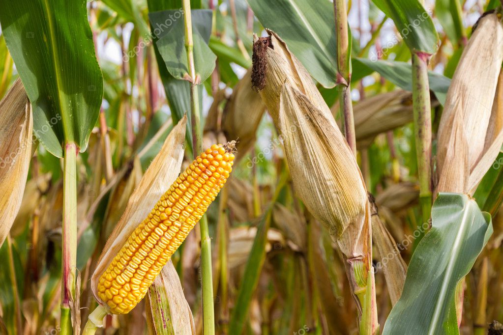 Cob of corn on cornfield - Stock Photo, Image. 