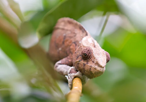 Hnědá panter chameleon krčí na větvi — Stock fotografie