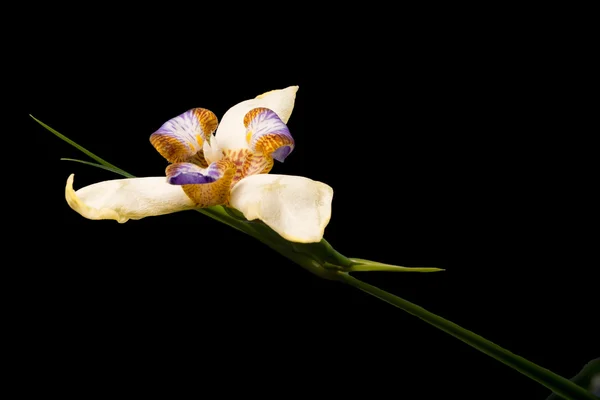 Iride rara o orchidea isolata su nero — Foto Stock