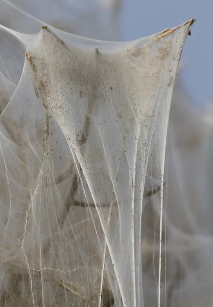 Bush covered in pest silk web — Stock Photo, Image