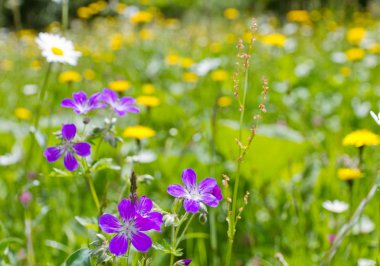 Mountain flower meadow clipart