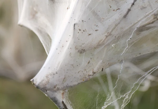 Буш покрыт вредителями шелковой паутины — стоковое фото