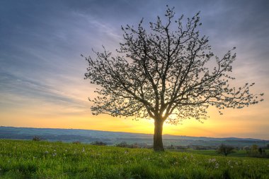 Cherry blossom tree at sunset clipart