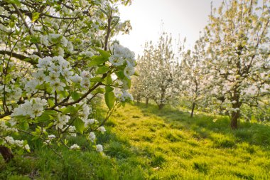 Cherry blossoms in spring clipart