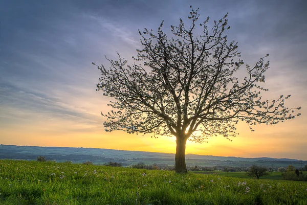 Kirsebærtrær ved solnedgang – stockfoto