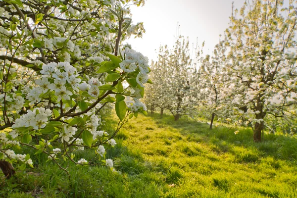 stock image Cherry blossoms in spring