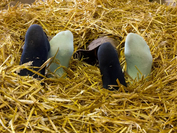 Two pair of feet in hay — Stock Photo, Image