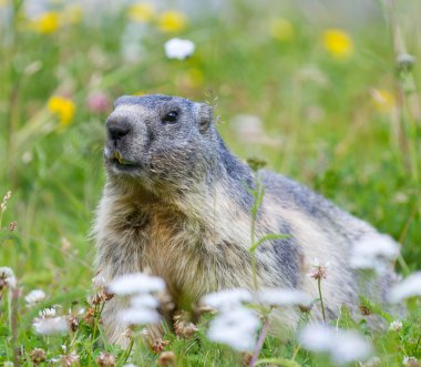 Groundhog on alpine flower meadow clipart
