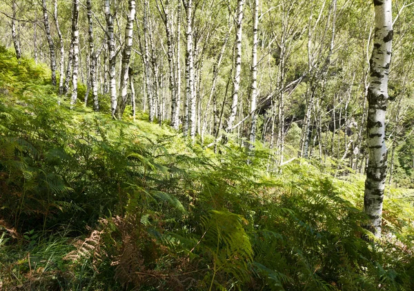 Brzozowy las — Zdjęcie stockowe