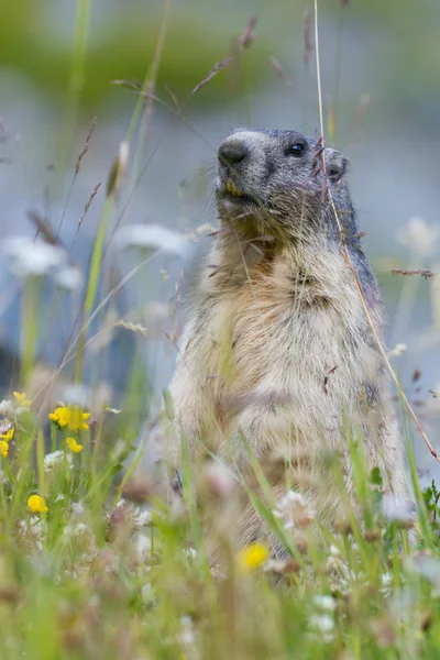 Groundhog Alp çiçek çayır üzerinde — Stok fotoğraf
