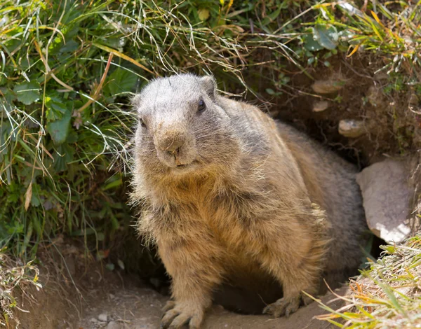 Marmotte devant la tanière — Photo