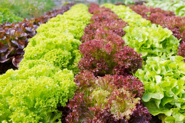 stock image Colorful rows of different kind of lettuce